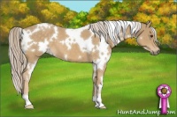 Horse Color:White Spotted Palomino