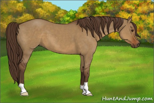 Horse Color:Liver Red Dun 