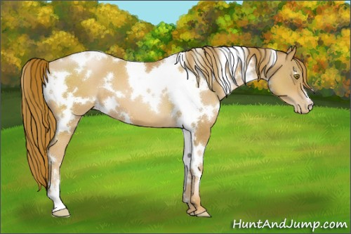 Horse Color:White Spotted Chestnut Pearl 