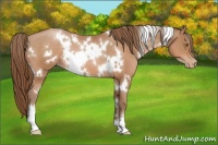 Horse Color:White Spotted Bay Pearl 