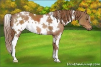 Horse Color:White Spotted Chestnut