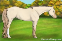 Horse Color:Gold Champagne Dun Appaloosa 