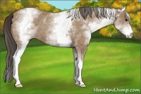 Horse Color:White Spotted Classic Champagne 