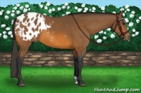 Horse Color:Bay Appaloosa 