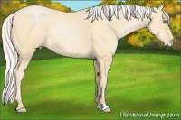 Horse Color:Silver Buckskin Pearl 