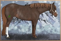 Horse Color:Liver Chestnut Rabicano 