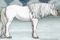 Horse Color:Gray Silver Amber Cream Champagne Roan Dun Splash Tobiano Frame Appaloosa Rabicano