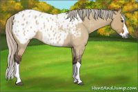 Horse Color:Gray Silver Bay Roan Dun Sabino Splash Appaloosa 