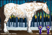 Horse Color:Gray Amber Champagne Roan Dun Splash Tobiano Near Leopard Rabicano 