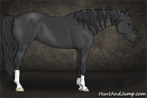 Horse Color:Black 