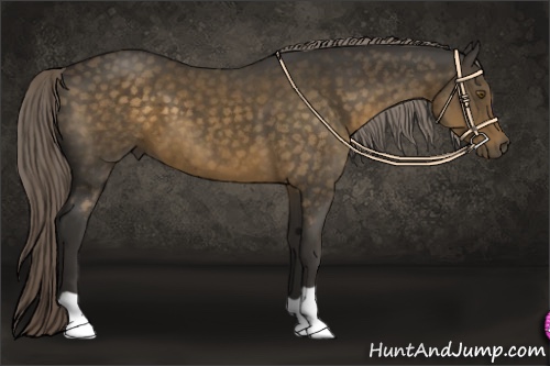 Horse Color:Chocolate Palomino 