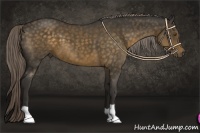 Horse Color:Chocolate Palomino