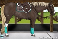 Horse Color:Liver Chestnut Rabicano 