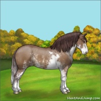Horse Color:Chocolate Brown Dun Sabino 