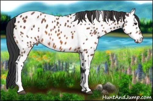 Horse Color:Bay Appaloosa 