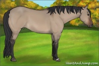 Horse Color:Brown Dun 