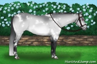 Horse Color:White Spotted Brown Chinchilla 
