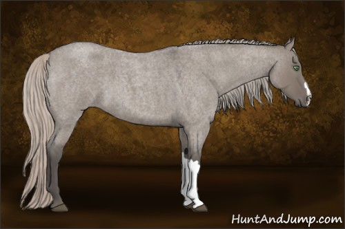 Horse Color:Silver Grullo Roan 