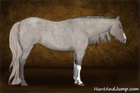 Horse Color:Silver Grullo Roan 