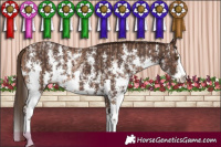 Horse Color:Brown Pearl Sabino and Liver Chestnut Sabino Splash