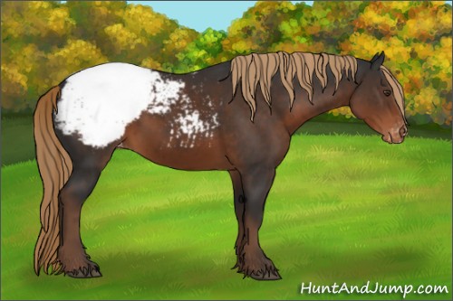 Horse Color:Liver Chestnut Appaloosa 