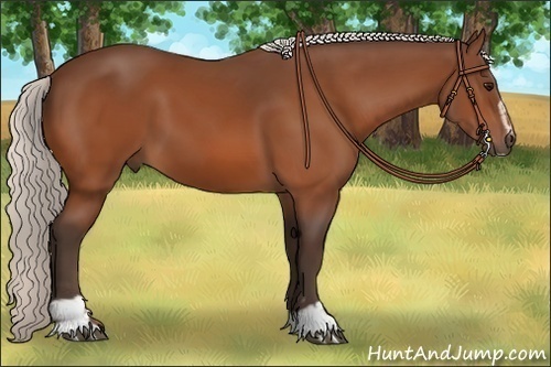 Horse Color:Silver Bay Sabino