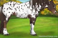 Horse Color:White Spotted Liver Chestnut Near Leopard