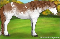Horse Color:White Spotted Chestnut 