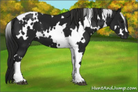 Horse Color:Gray White Spotted Black