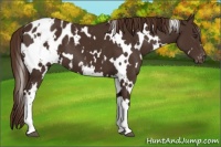 Horse Color:White Spotted Liver Chestnut Appaloosa 