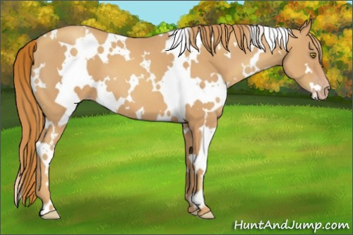 Horse Color:White Spotted Gold Champagne 