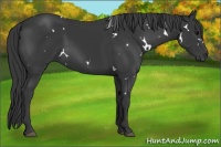 Horse Color:White Spotted Black