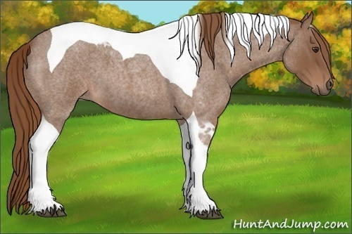 Horse Color:Red Roan Tobiano 