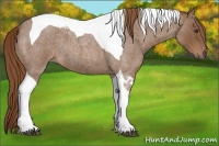 Horse Color:Red Roan Tobiano 