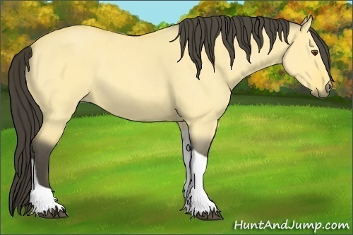 Horse Color:Buckskin Roan Dun Tobiano