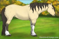 Horse Color:Buckskin Roan Dun Tobiano 