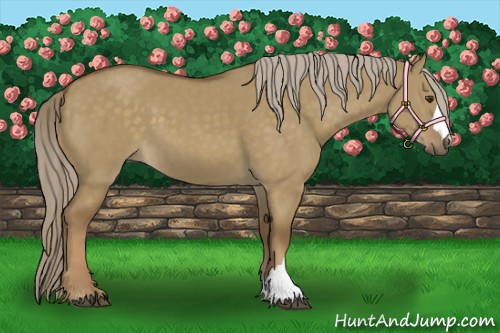 Horse Color:Chocolate Palomino Dun 