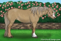 Horse Color:Chocolate Palomino Dun 