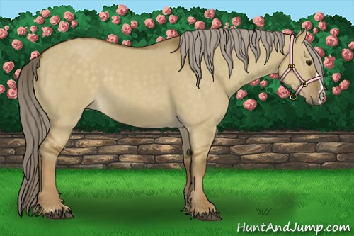 Horse Color:Chocolate Palomino Dun 