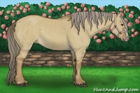 Horse Color:Chocolate Palomino Dun 