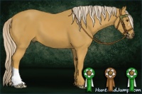 Horse Color:Palomino