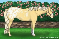 Horse Color:Palomino Appaloosa