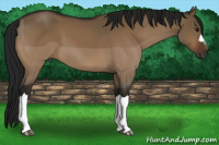 Horse Color:Gray Bay Dun