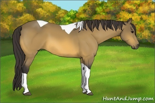 Horse Color:Buckskin Tobiano 