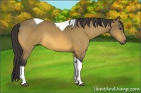 Horse Color:Buckskin Tobiano