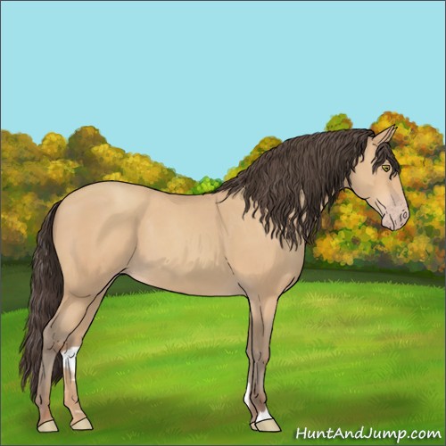 Horse Color:Amber Champagne 