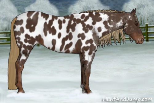 Horse Color:Liver Chestnut Appaloosa 