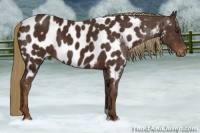 Horse Color:Liver Chestnut Appaloosa 