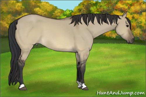 Horse Color:Brown Dun 