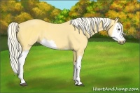 Horse Color:Palomino  and Palomino Splash 